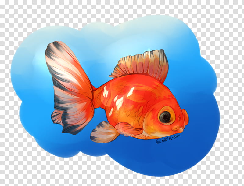 Fish, Goldfish, Feeder Fish, Fin, Biology, Orange, Parrotfish, Bonyfish transparent background PNG clipart