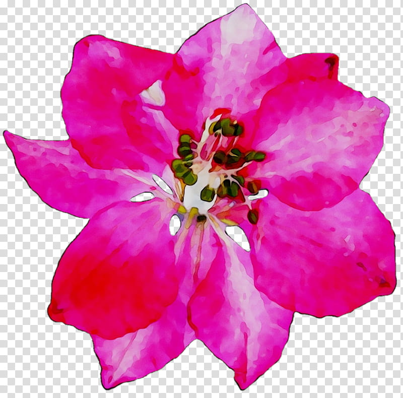 Pink Flower, Azalea, Rose, Annual Plant, Herbaceous Plant, Cut Flowers, Pink M, Iphone Xr transparent background PNG clipart