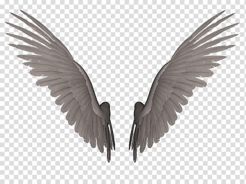 White and black wings. Angel and demon wings birds feathers