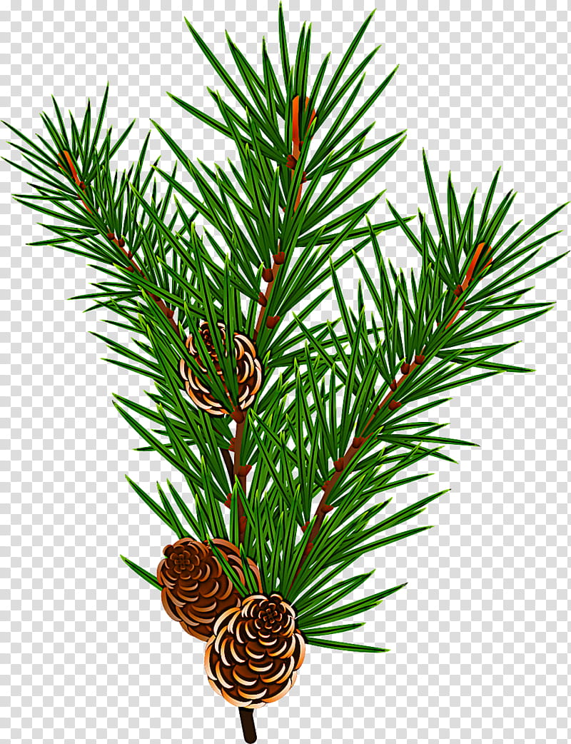 shortleaf black spruce columbian spruce sugar pine jack pine loblolly pine, Balsam Fir, White Pine, Shortstraw Pine, Red Pine, Yellow Fir transparent background PNG clipart
