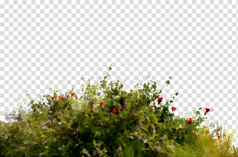 Cartoon Nature, Vegetation, Flora, Meadow, Tree, Shrub, Leaf, Sky transparent background PNG clipart