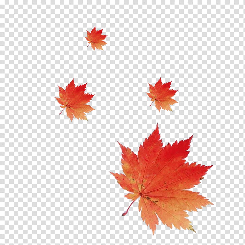 Red Maple Tree, Maple Leaf, Acer Shirasawanum, Japanese Maple, Acer Japonicum, Autumn Leaf Color, Sugar Maple, Petal transparent background PNG clipart