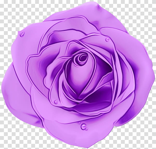 Garden roses, Watercolor, Paint, Wet Ink, Violet, Purple, Pink, Lavender transparent background PNG clipart