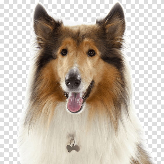 Cartoon Border, Rough Collie, Sheltie, Dog Breed, Border Collie, Icelandic Sheepdog, Beauceron, Scottish Terrier transparent background PNG clipart