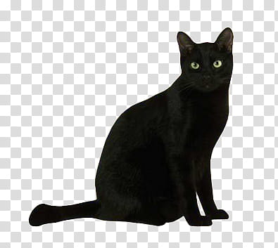 black cat transparent