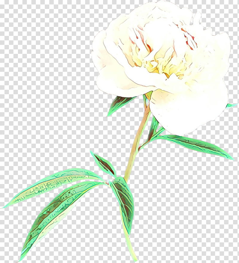 flower plant cut flowers common peony chinese peony, Cartoon, Pedicel, Petal transparent background PNG clipart