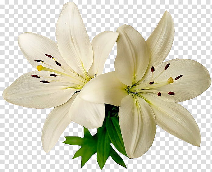 White Lily Flower, Bee, Fly, Pedagogy, Education
, Cut Flowers, Plants, 2018 transparent background PNG clipart