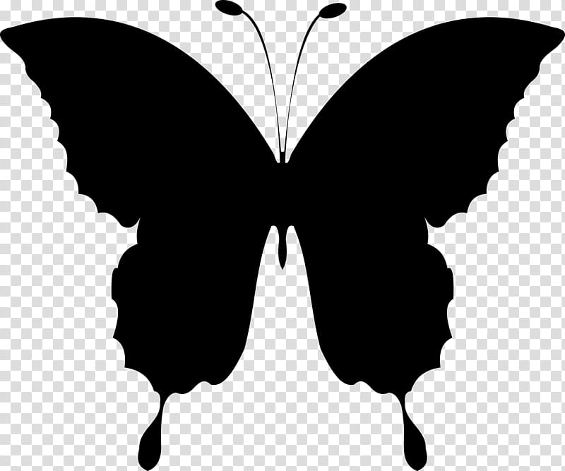 Butterfly Black And White, Drawing, Monarch Butterfly, Line Art, Cartoon, Moths And Butterflies, Blackandwhite, Insect transparent background PNG clipart