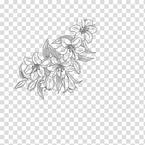 Flor, gray lilies sketch transparent background PNG clipart
