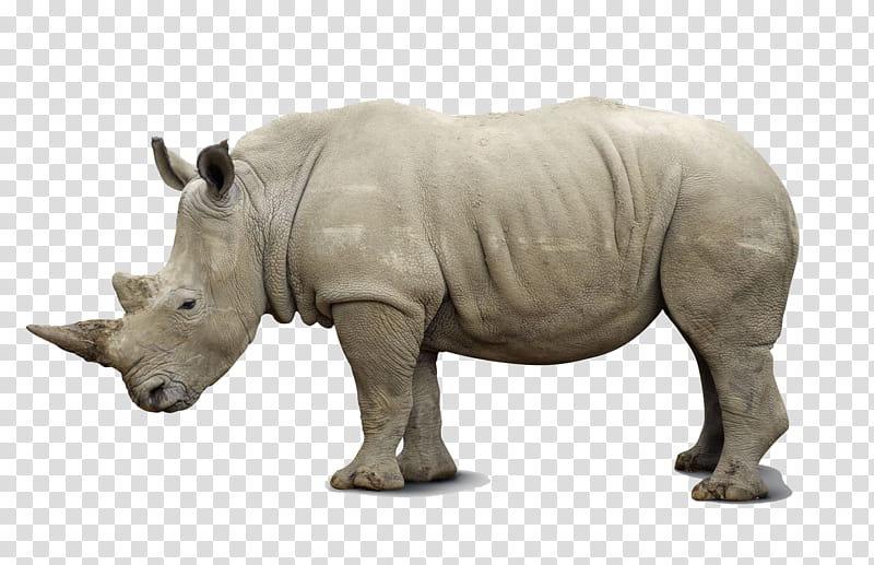 s, African Rhino, Black Rhinoceros, Southern White Rhinoceros, Indian Rhinoceros, Animal, Sumatran Rhinoceros, Ceratotherium transparent background PNG clipart