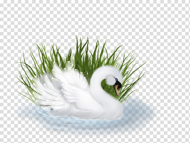 Drawing Of Family, Duck, Vetiver, Grasses, Cartoon, Bird, Water Bird, Feather transparent background PNG clipart