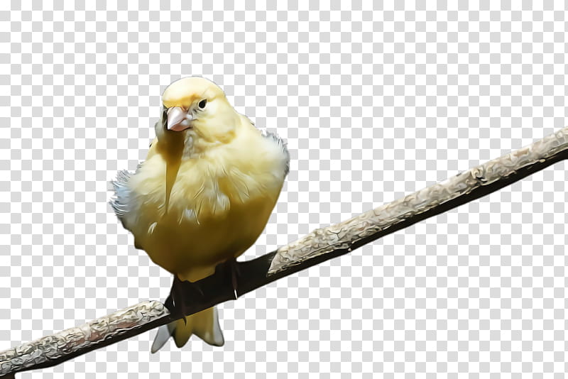 Feather, Bird, Beak, Atlantic Canary, Branch, Perching Bird, Songbird, Finch transparent background PNG clipart