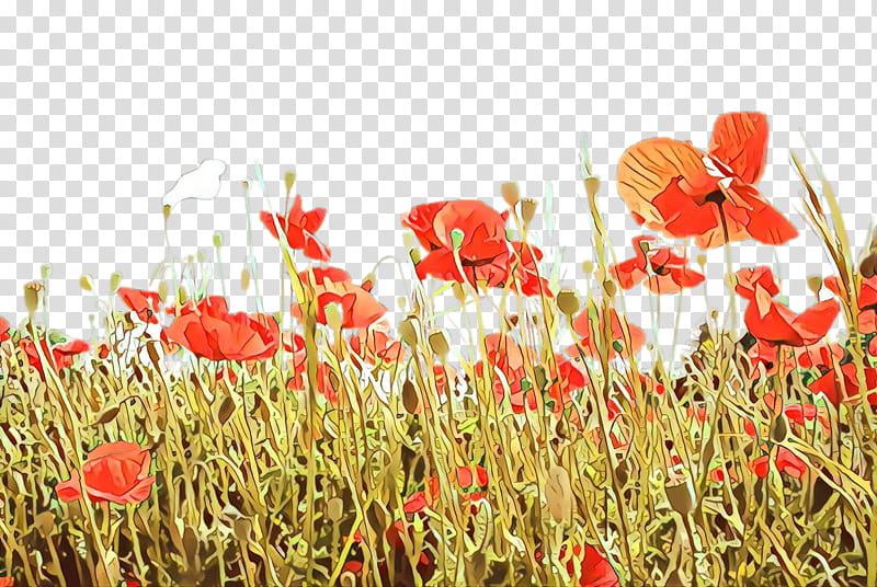 coquelicot field flower poppy plant, Cartoon, Corn Poppy, Grass Family, Poppy Family, Wildflower transparent background PNG clipart