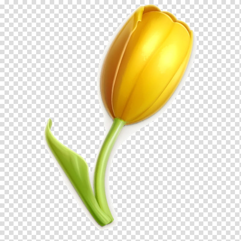 White Lily Flower, Yellow, Tulip, Carnation, Plant, Bud, Petal, Lily Family transparent background PNG clipart
