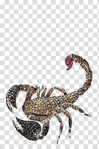 Embellishment in, brown scorpion transparent background PNG clipart