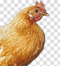 , brown hen transparent background PNG clipart