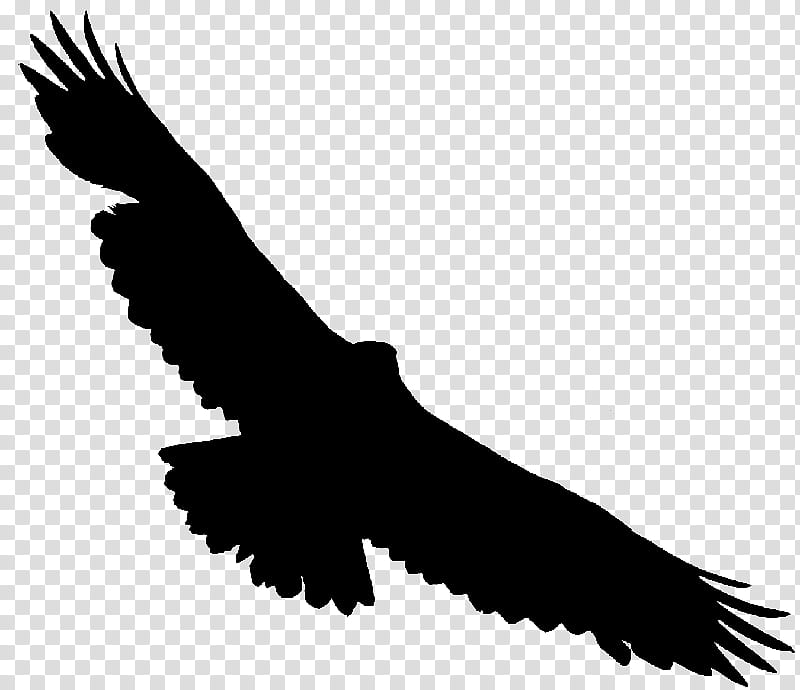 Eagle Logo, Bald Eagle, Hawk, Vulture, Buzzard, Beak, Minute, Second transparent background PNG clipart