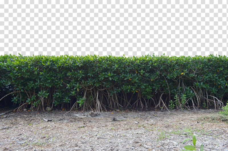 Row of Mangrove Tree Bushs , green grass plants transparent background PNG clipart