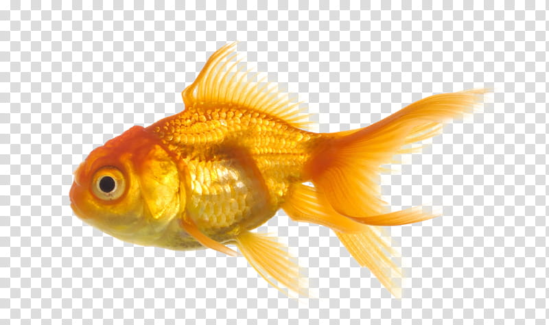 gold fish transparent background PNG clipart