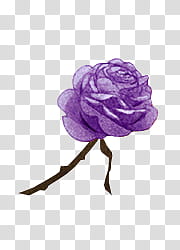 purple rose flower transparent background PNG clipart