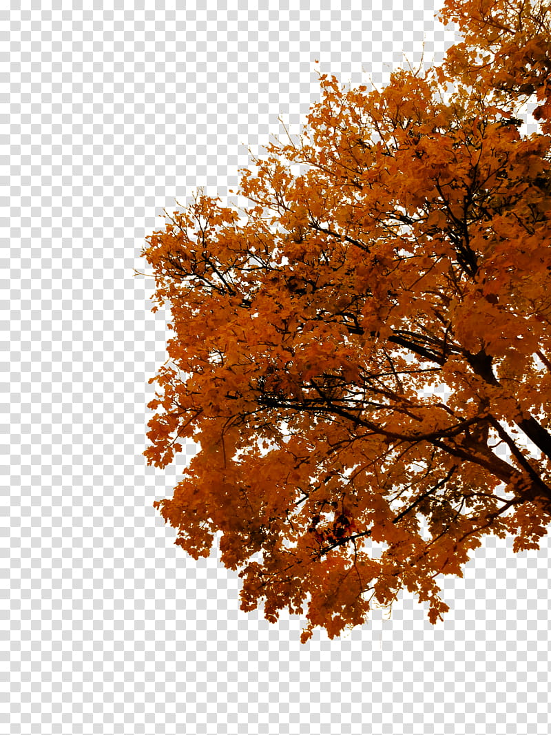 Autumn Tree Cutout , orange leafed tree transparent background PNG clipart