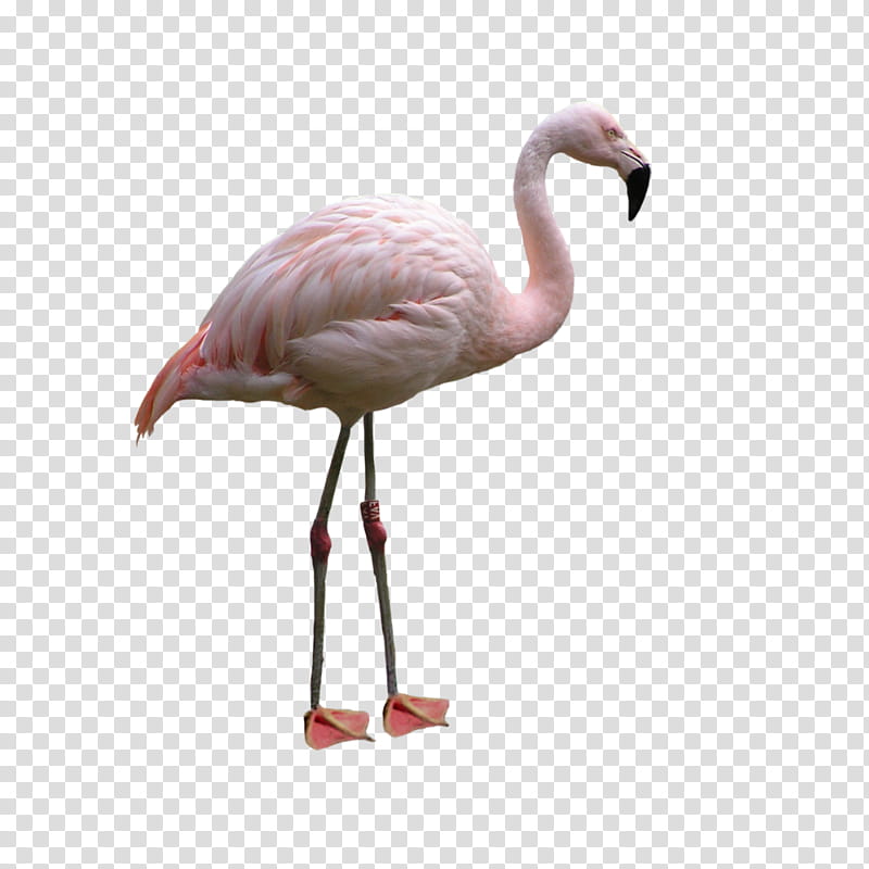 Flamingo, Bird, Greater Flamingo, Pink, Water Bird, Beak, Neck, Wildlife transparent background PNG clipart