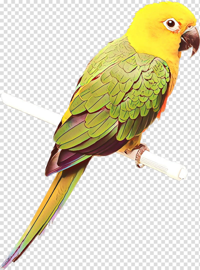 Bird Parrot, Lovebird, Macaw, Parakeet, Loriini, Beak, Feather, Pet transparent background PNG clipart