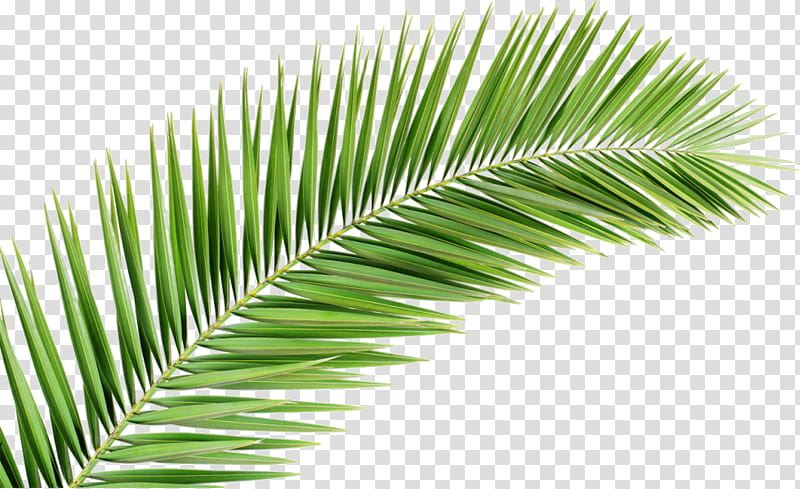 Cartoon Palm Tree, Palm Trees, Palmleaf Manuscript, Asian Palmyra Palm, Palm Branch, Roystonea Regia, Borassus, Green transparent background PNG clipart
