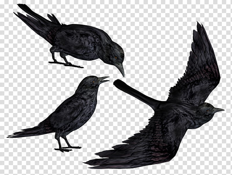 Crows, three ravens cartoon transparent background PNG clipart