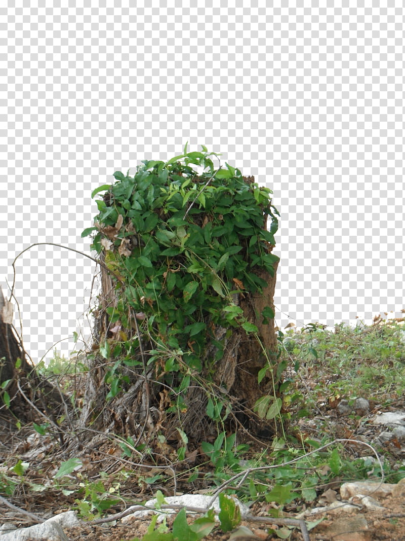 Tree Stump with Ivy  transparent background PNG clipart