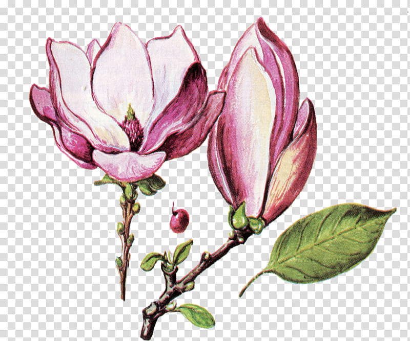 floral, purple magnolia flowers art transparent background PNG clipart