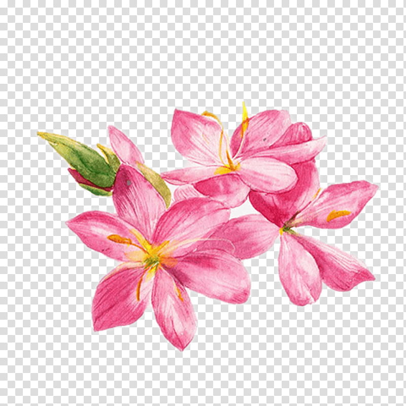 Watercolor Pink Flowers, Watercolor Painting, Watercolor Flowers, Drawing, Doodle, Petal, Plant, Frangipani transparent background PNG clipart