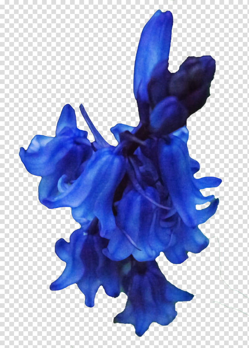 Bluebells, purple-petaled flower transparent background PNG clipart