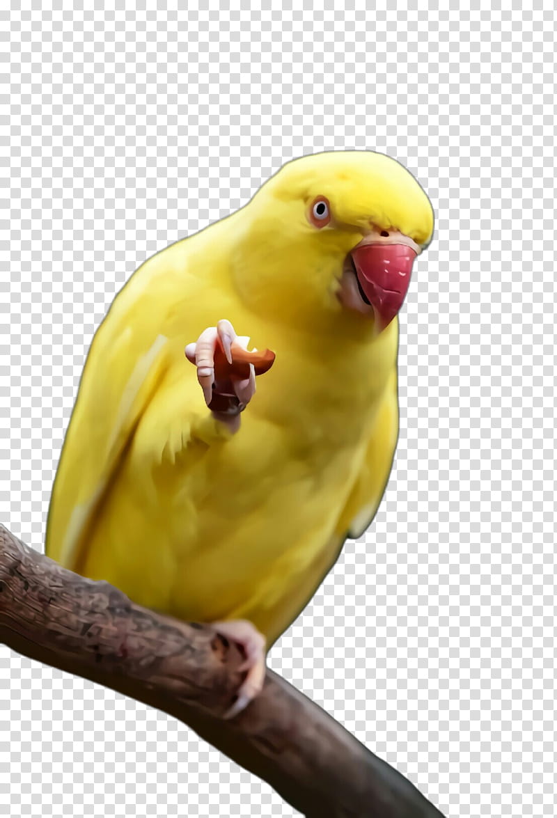 bird parakeet parrot yellow beak, Pop Art, Retro, Vintage, Budgie, Wing, Perching Bird, Atlantic Canary transparent background PNG clipart