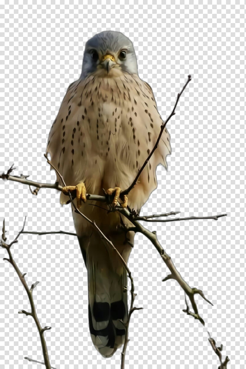 bird bird of prey beak kite falcon, Peregrine Falcon, Sharpshinned Hawk, Accipitridae, Coopers Hawk transparent background PNG clipart