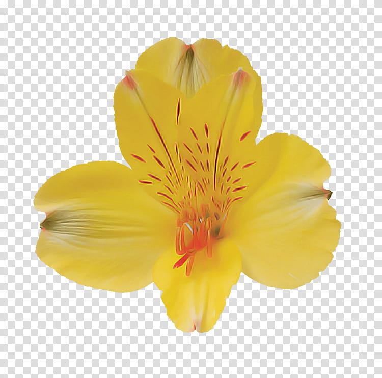 flower petal yellow plant evening primrose, Hypericum, Peruvian Lily, Evening Primrose Family transparent background PNG clipart