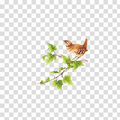 Harvest, brown bird perching on branch illustration transparent background PNG clipart