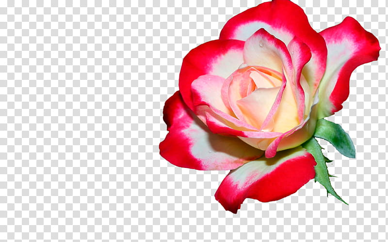 Floral Flower, Rose, Tulip, Pink Flowers, Desktop Environment, Computer Monitors, Iphone, Tablet Computers transparent background PNG clipart