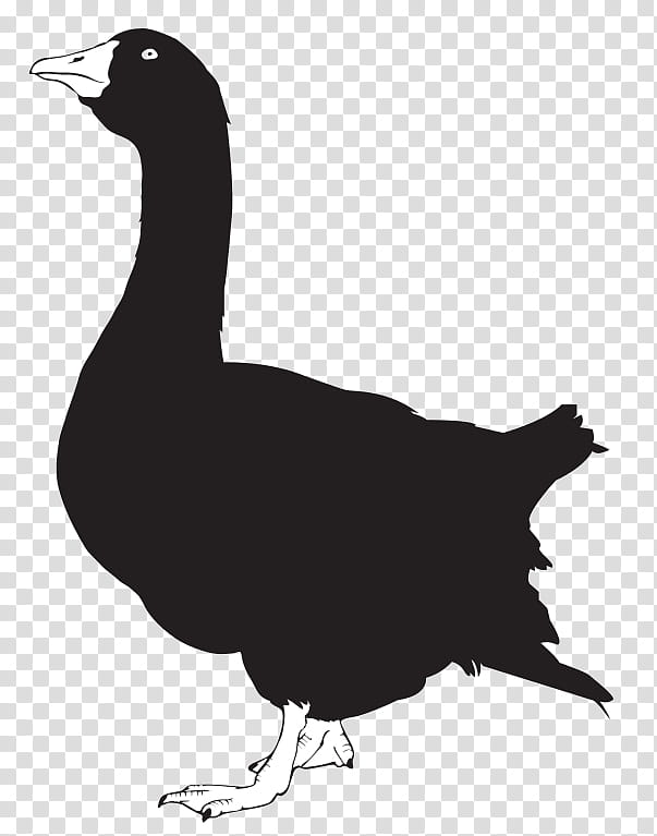 Bird Silhouette, Goose, Duck, Drawing, Beak, Water Bird, Ducks Geese And Swans, Waterfowl transparent background PNG clipart