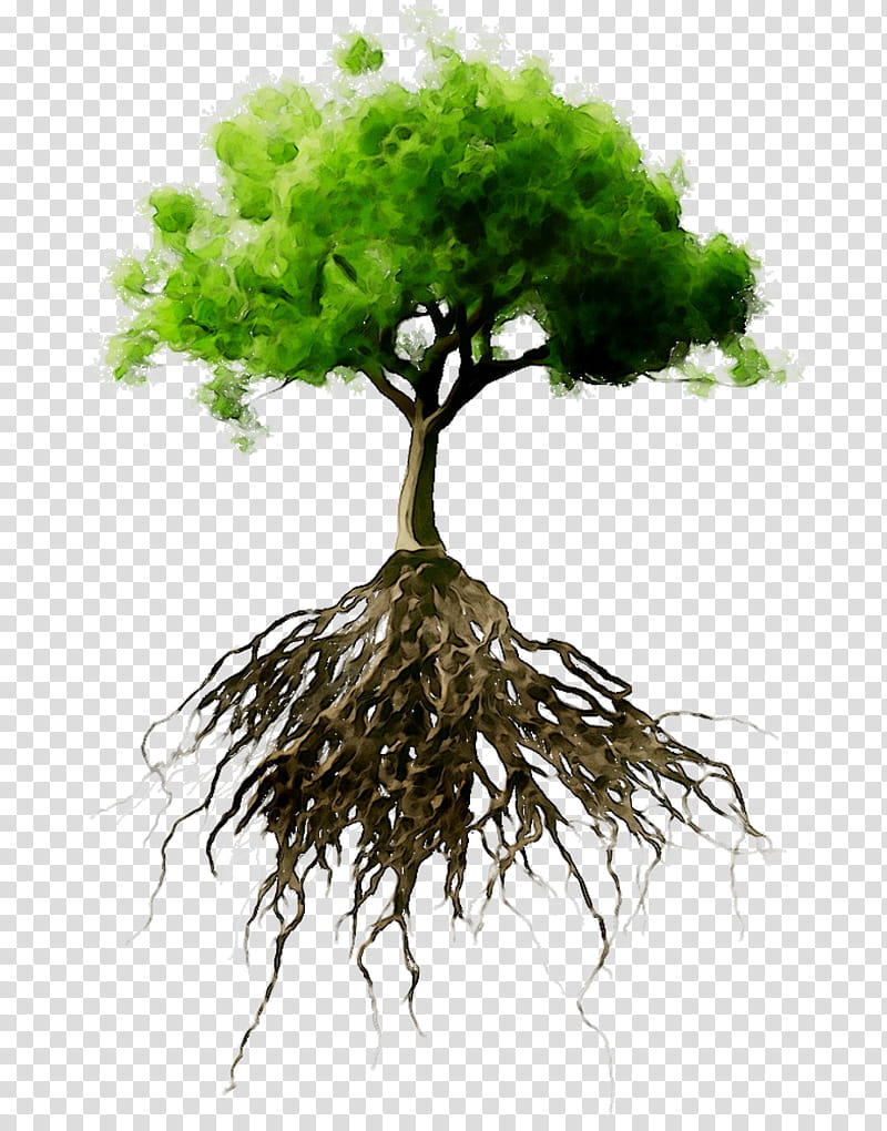 Oak Tree Leaf, Root, Branch, Plants, Trunk, Fotolia, Woody Plant, Houseplant transparent background PNG clipart