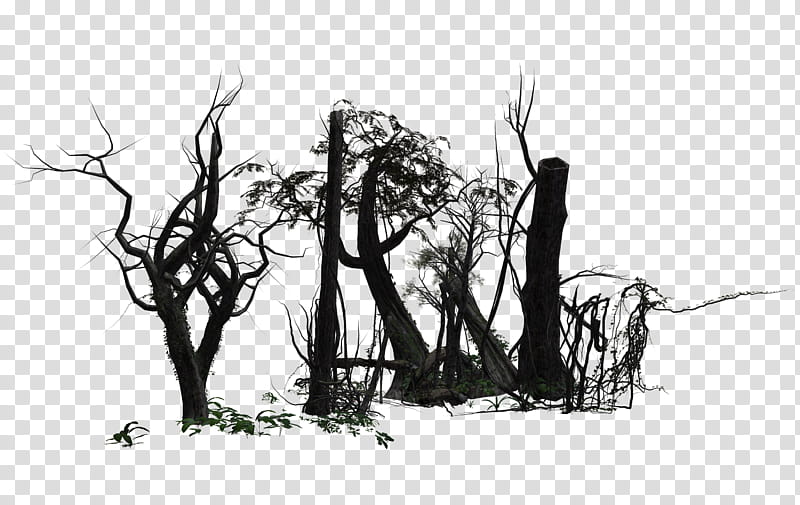 Forest , bare trees illustration transparent background PNG clipart