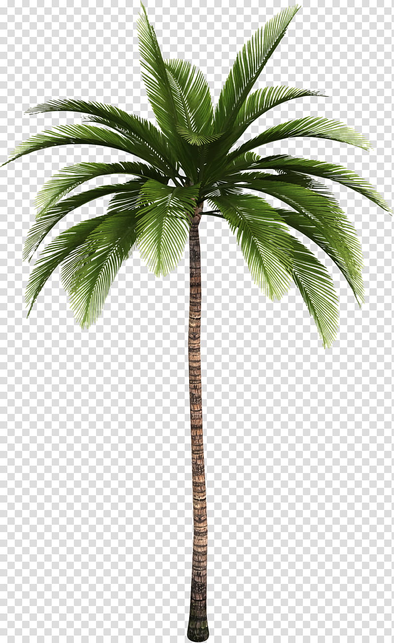 Date Tree Leaf, Palm Trees, Plants, Date Palm, Canary Island Date Palm, Tropics, Palm Branch, Borassus transparent background PNG clipart