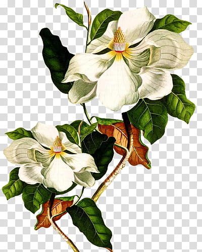 Flores, white magnolia flower transparent background PNG clipart