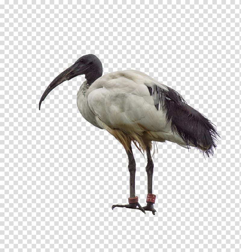 Ibis, white and gray bird transparent background PNG clipart