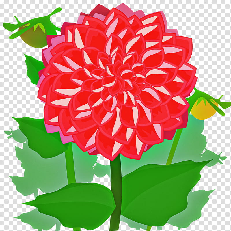 flower plant dahlia petal carnation, Zinnia, Cut Flowers transparent background PNG clipart