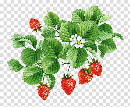 , five strawberry fruits transparent background PNG clipart