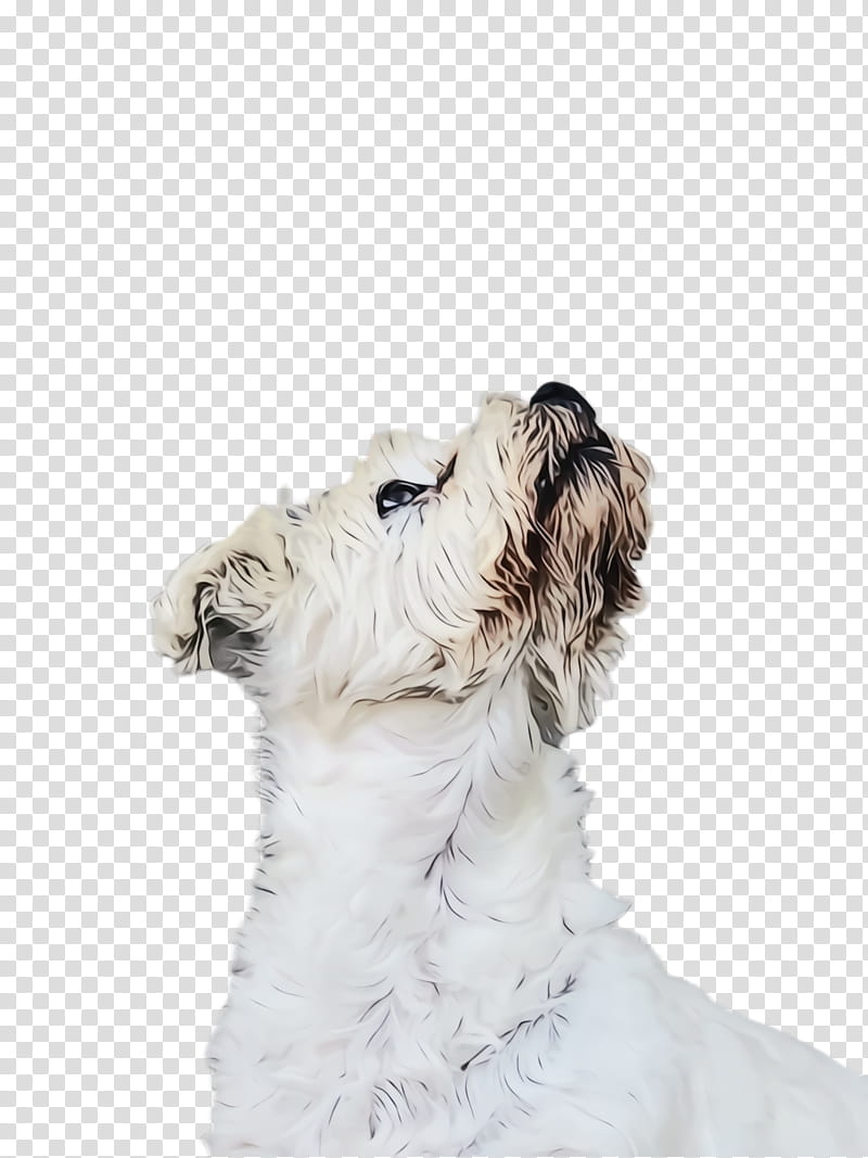Fox, Watercolor, Paint, Wet Ink, Wire Hair Fox Terrier, Softcoated Wheaten Terrier, West Highland White Terrier, Companion Dog transparent background PNG clipart