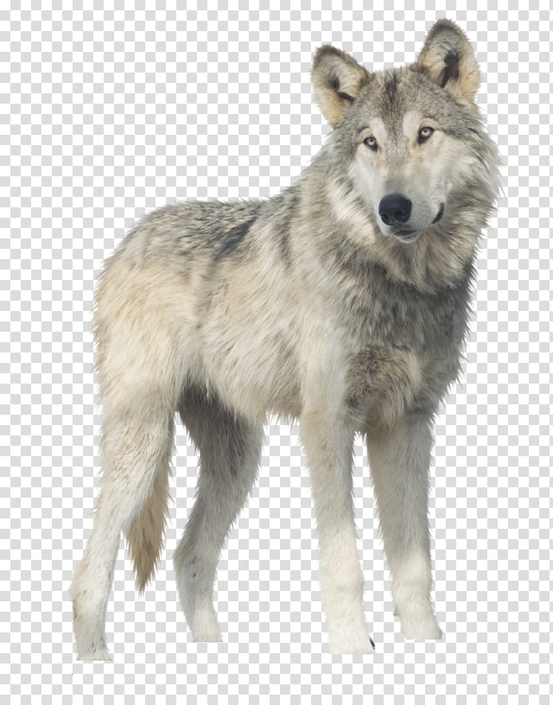 , white wolf transparent background PNG clipart | HiClipart