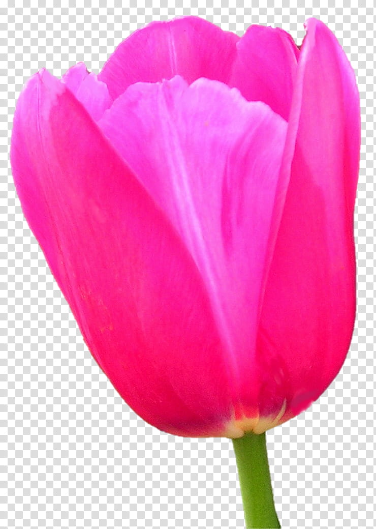 monet party pink tulip transparent background PNG clipart