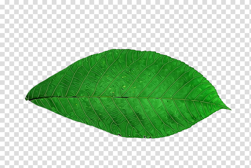 Banana leaf, Watercolor, Paint, Wet Ink, Plantain, Fond Blanc, Green, Banco De ns transparent background PNG clipart